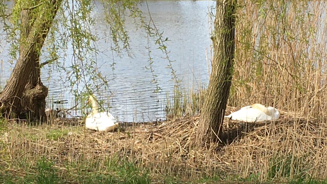 Foto van broedende zwaan